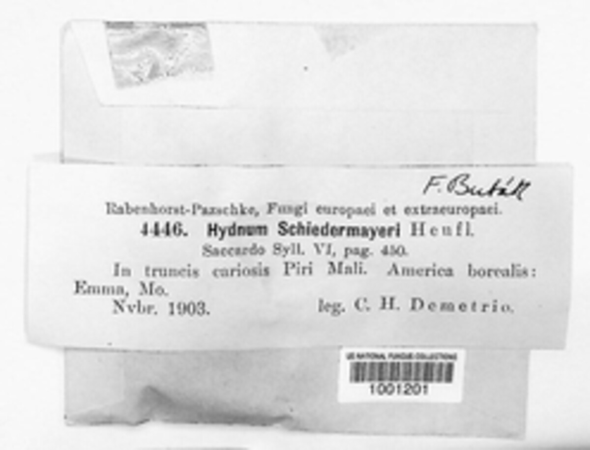 Noblesia crocea image